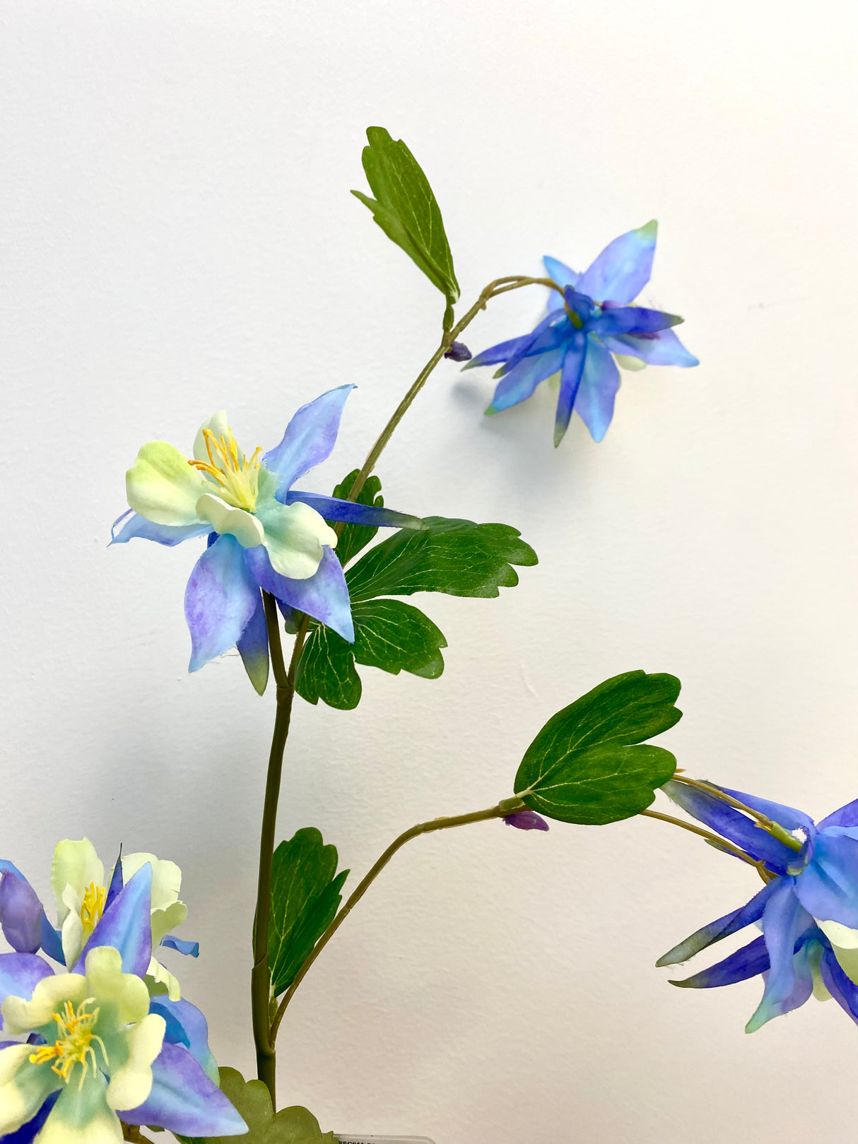 Blue Columbine Spray