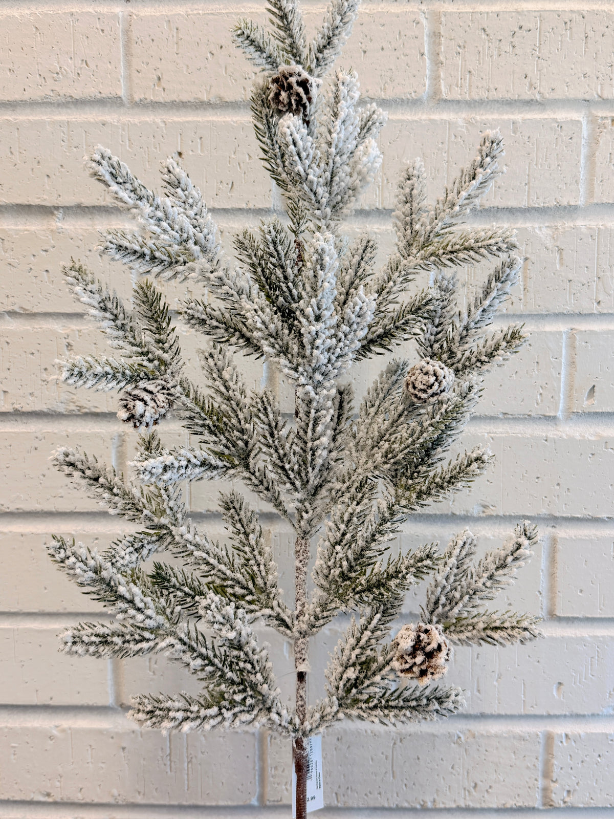 Snow Flurry Pine Stem