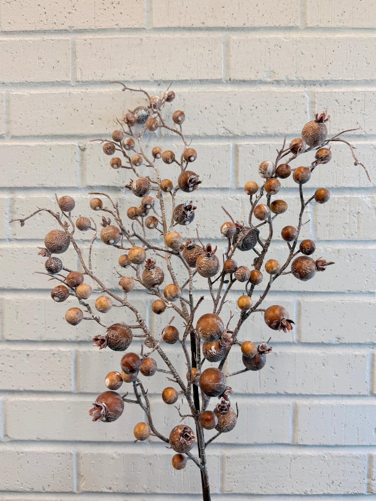 Hazelnut Currant Berry Branch