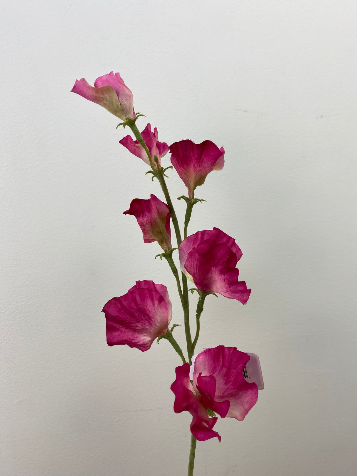 Fushcia Sweet Pea Spray