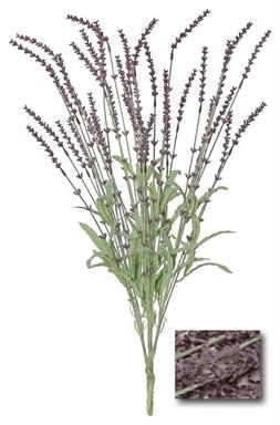 Breckenridge Lavender Bush