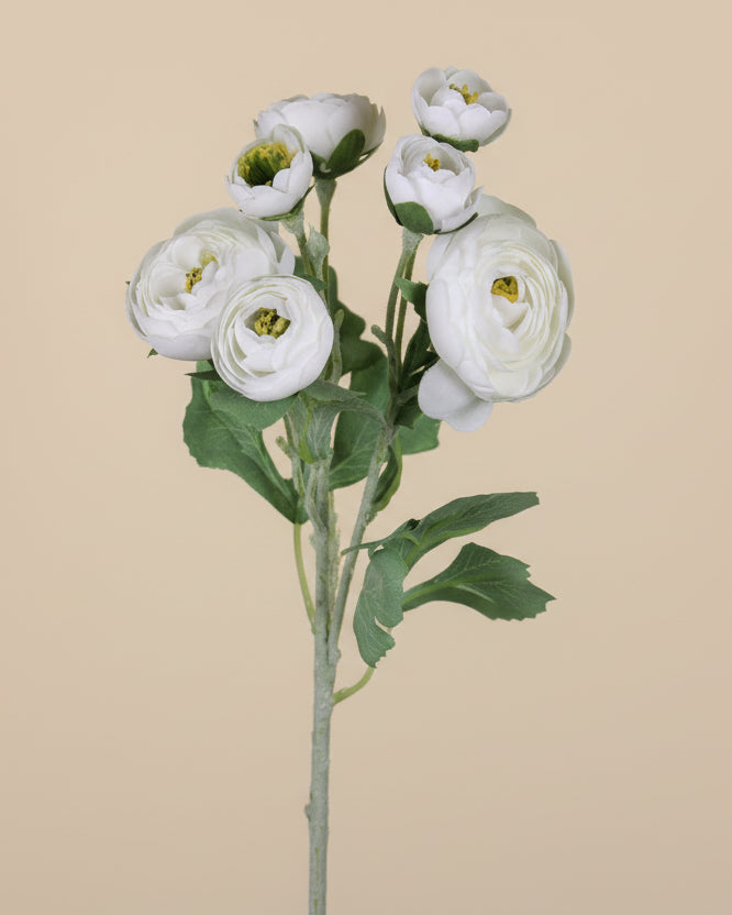 Rosalie White Ranunculus Spray