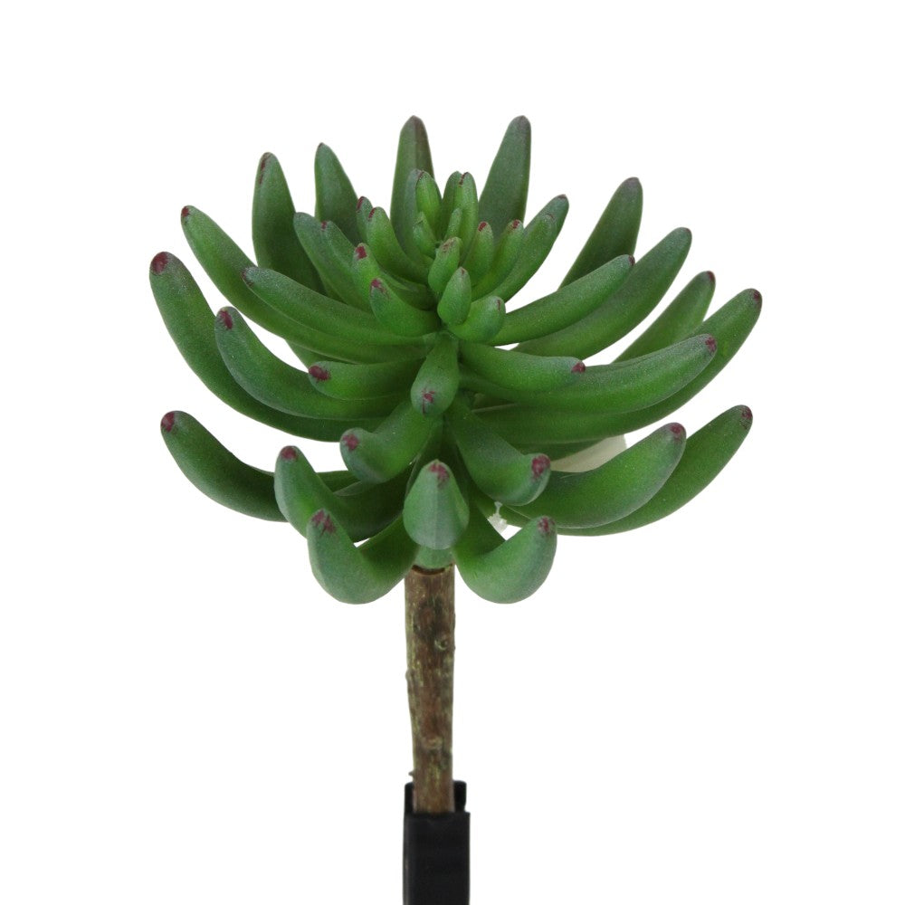 UV Protect Ellie Succuelnt Pick