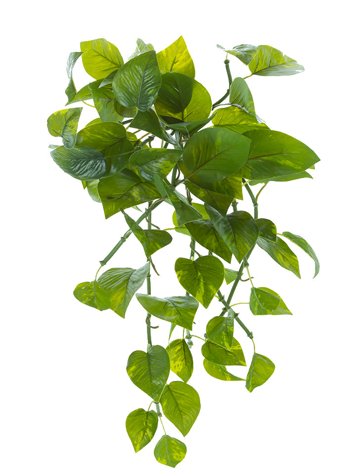 Variegated Potho Bush