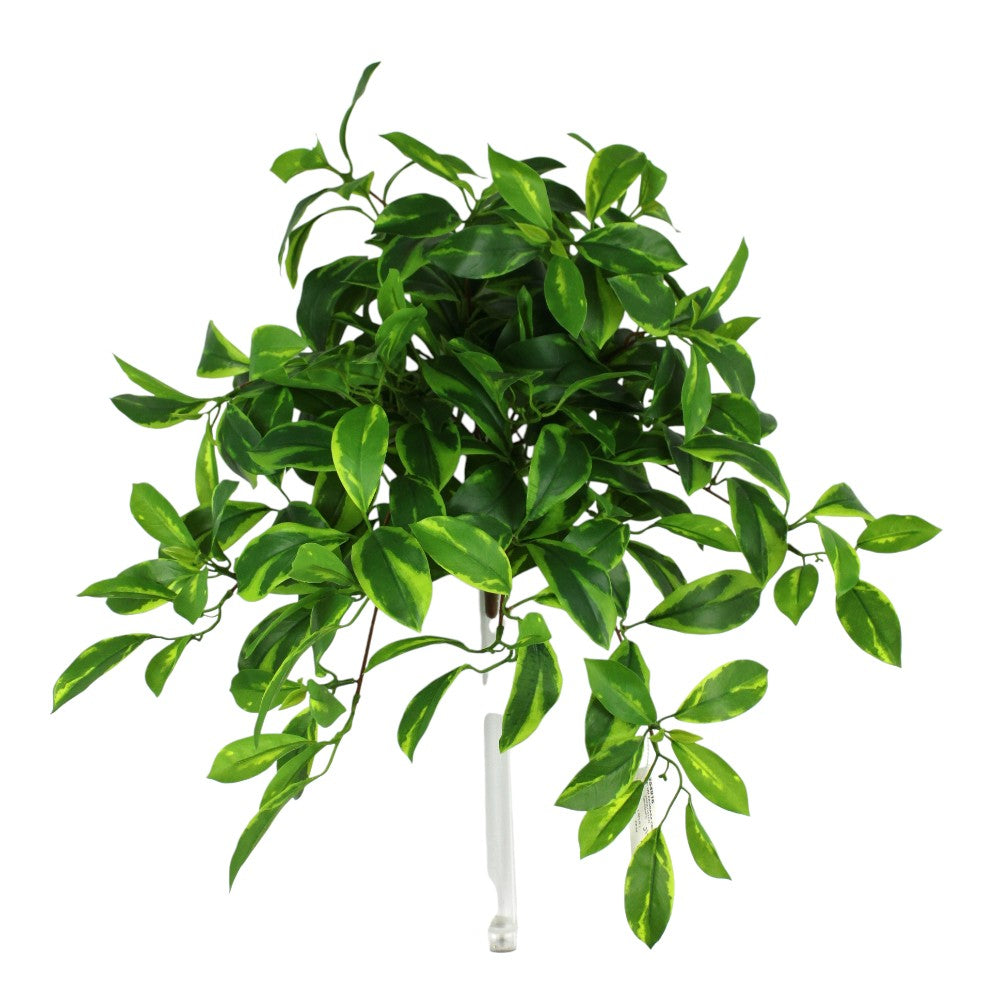 UV Protect Large Fagraea Ceilanica Bush