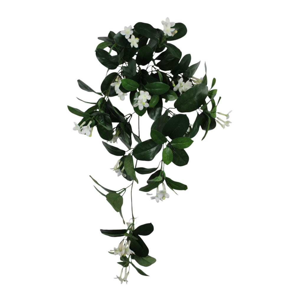 UV Protect White Stephanotis Hanging Bush