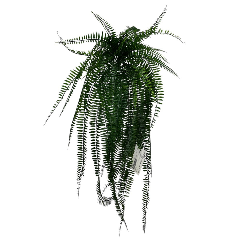 UV Protect Boston Fern Hanging Bush