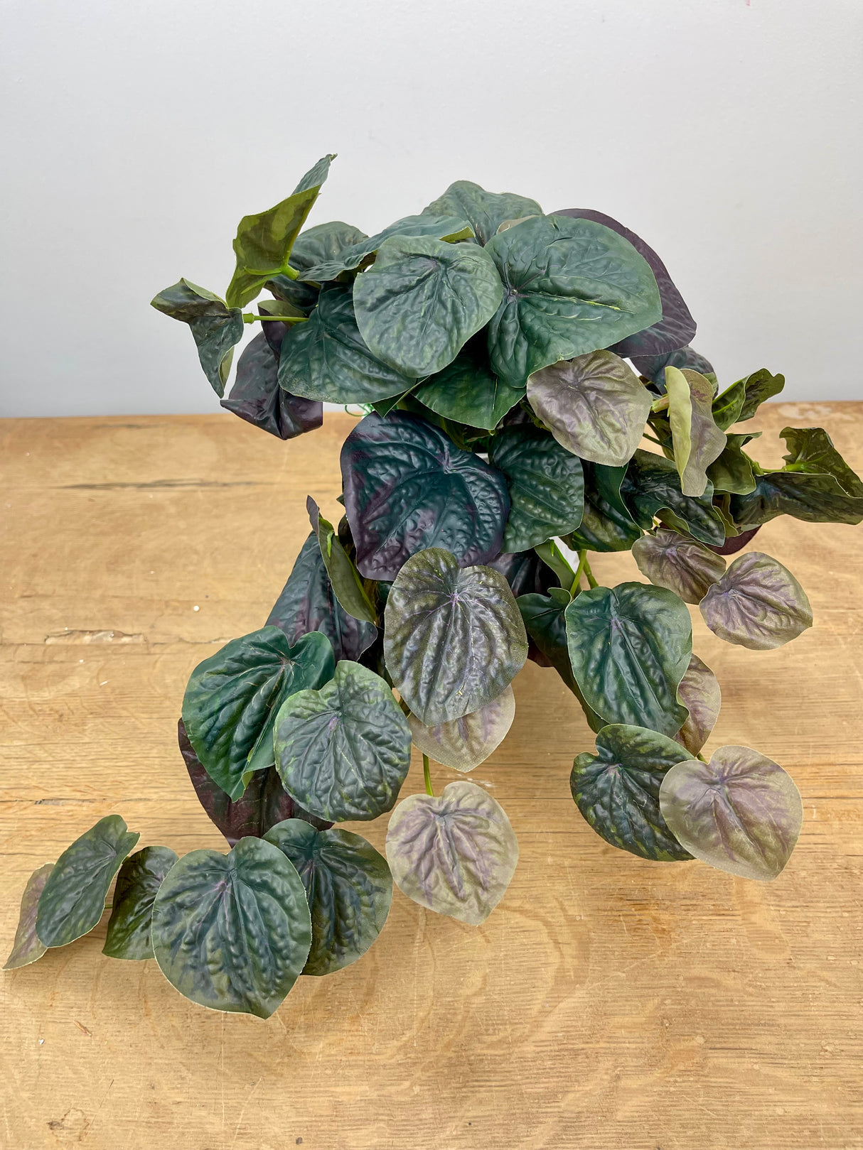 Dark Green Pepperomia Bush