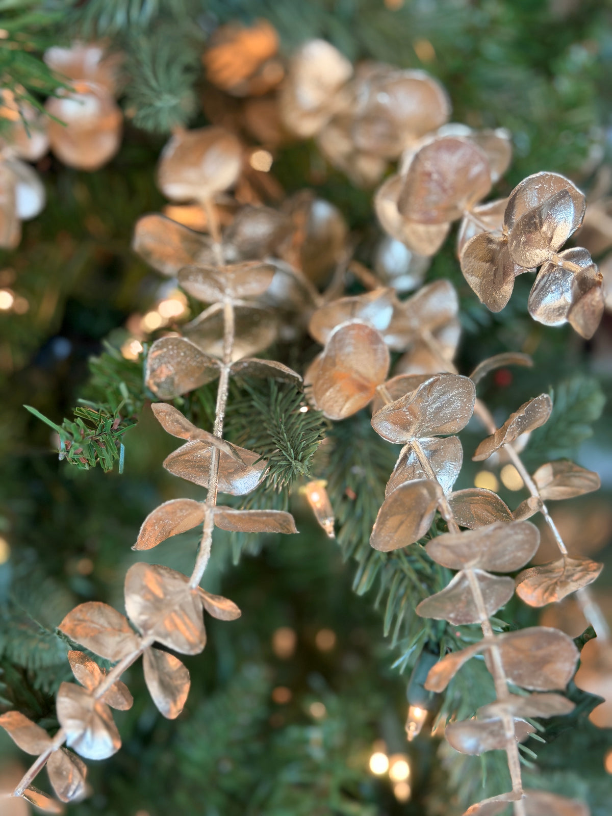 Eucalyptus Bundle