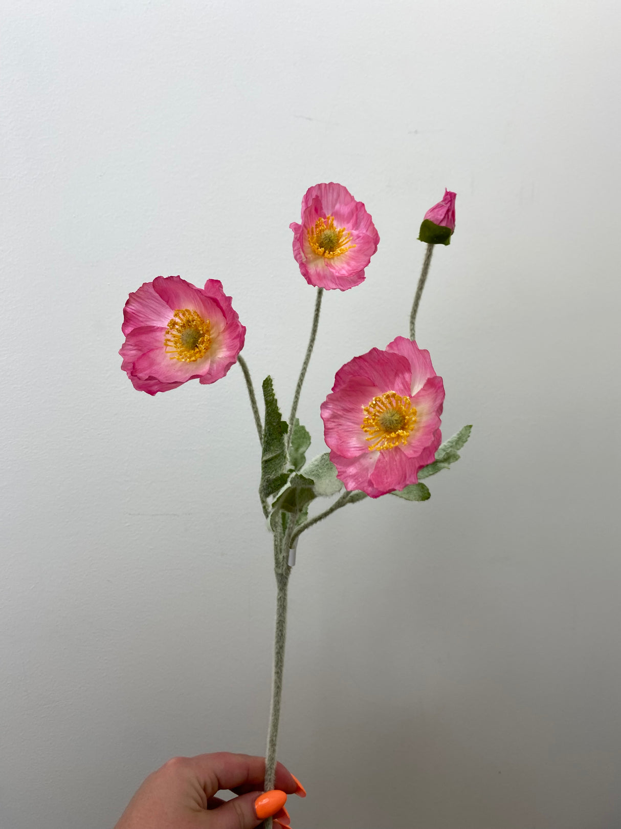 Pink Poppy Spray