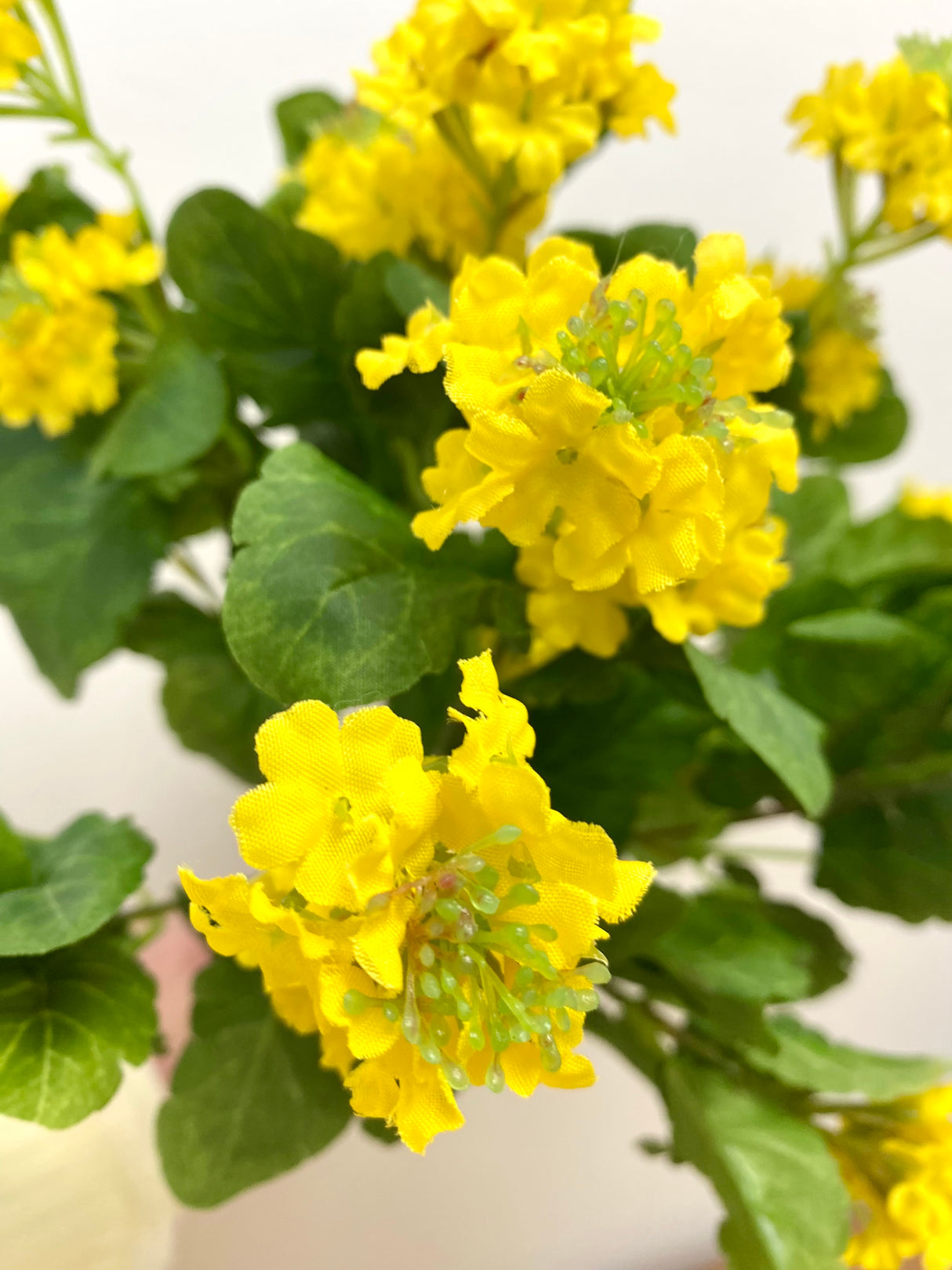 Yellow Lantana Bush