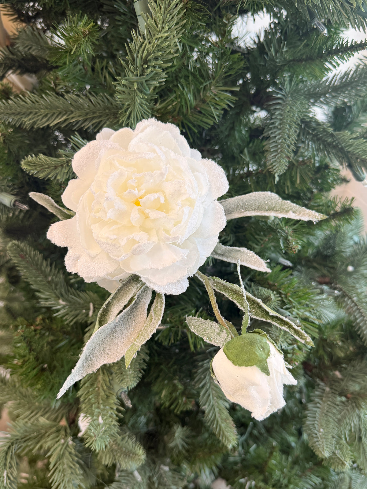 White Frosty Peony
