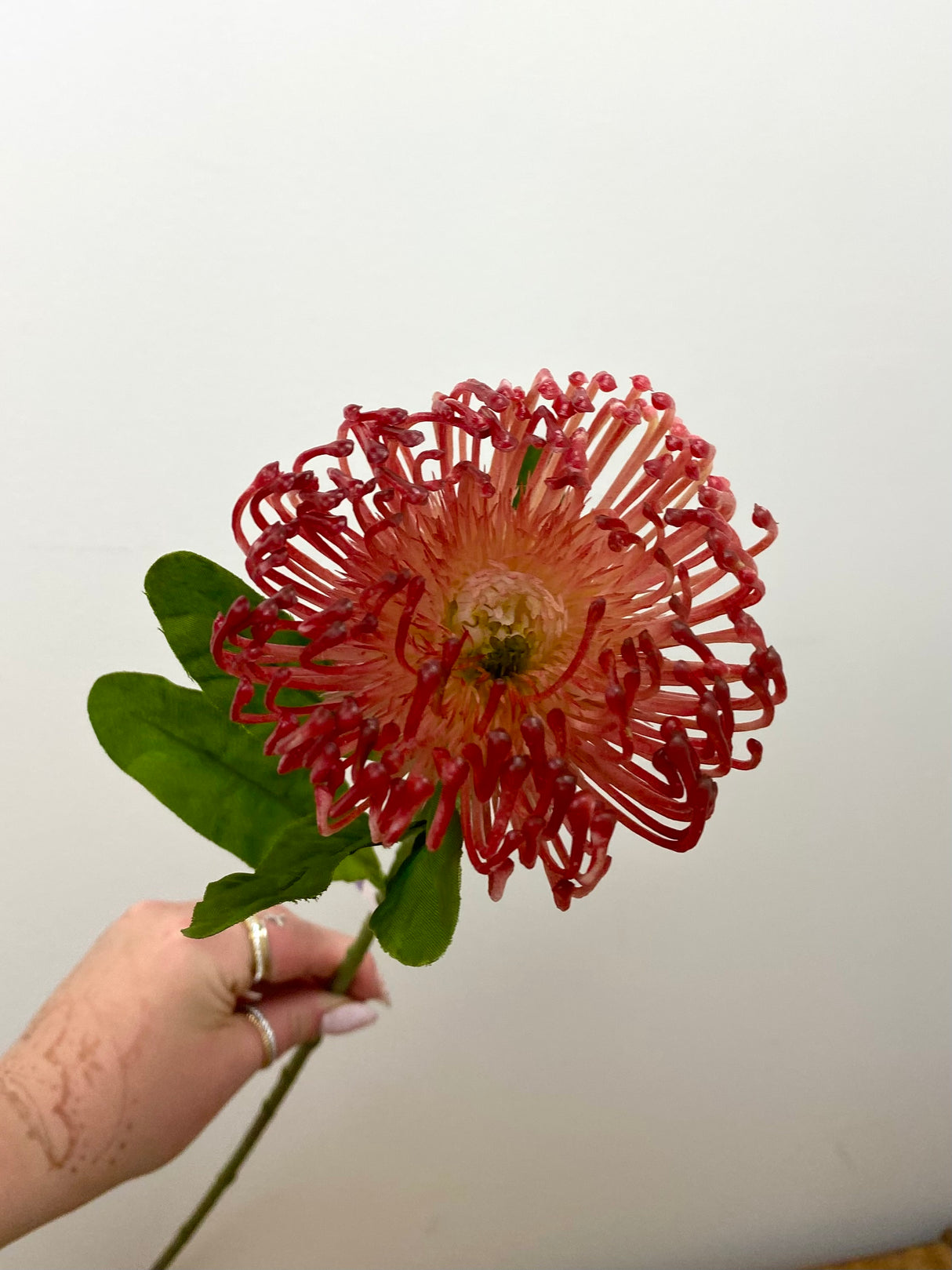 Red Open Needle Protea Spray