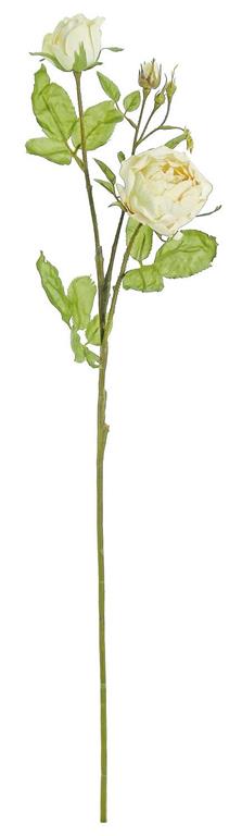 Vanilla Edith Rose