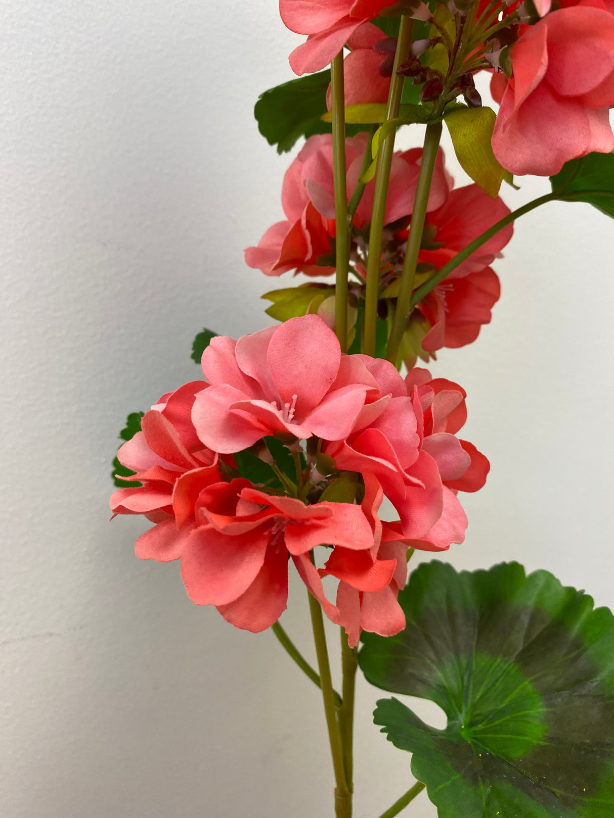 UV Protect Coral Soft Touch Geranium Spray