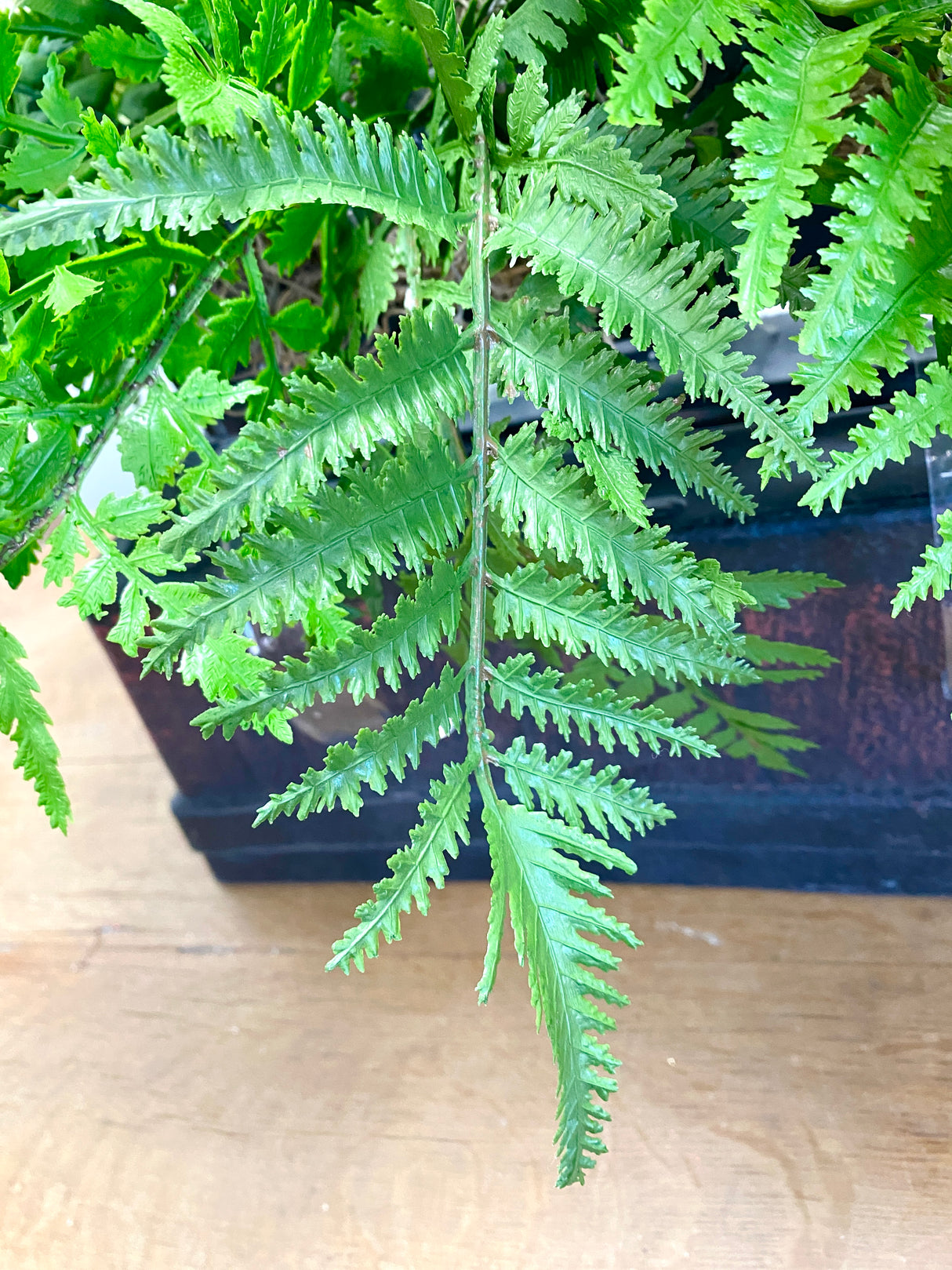 23" Green Goddess Memorial Saddle