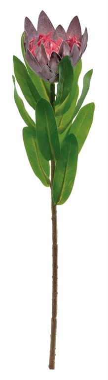Plum King Protea Spray