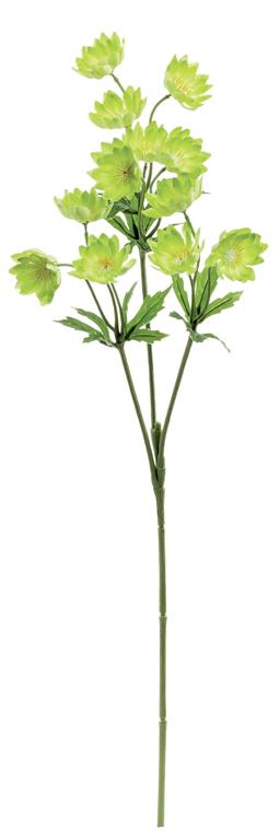 Green Lewisias Spray