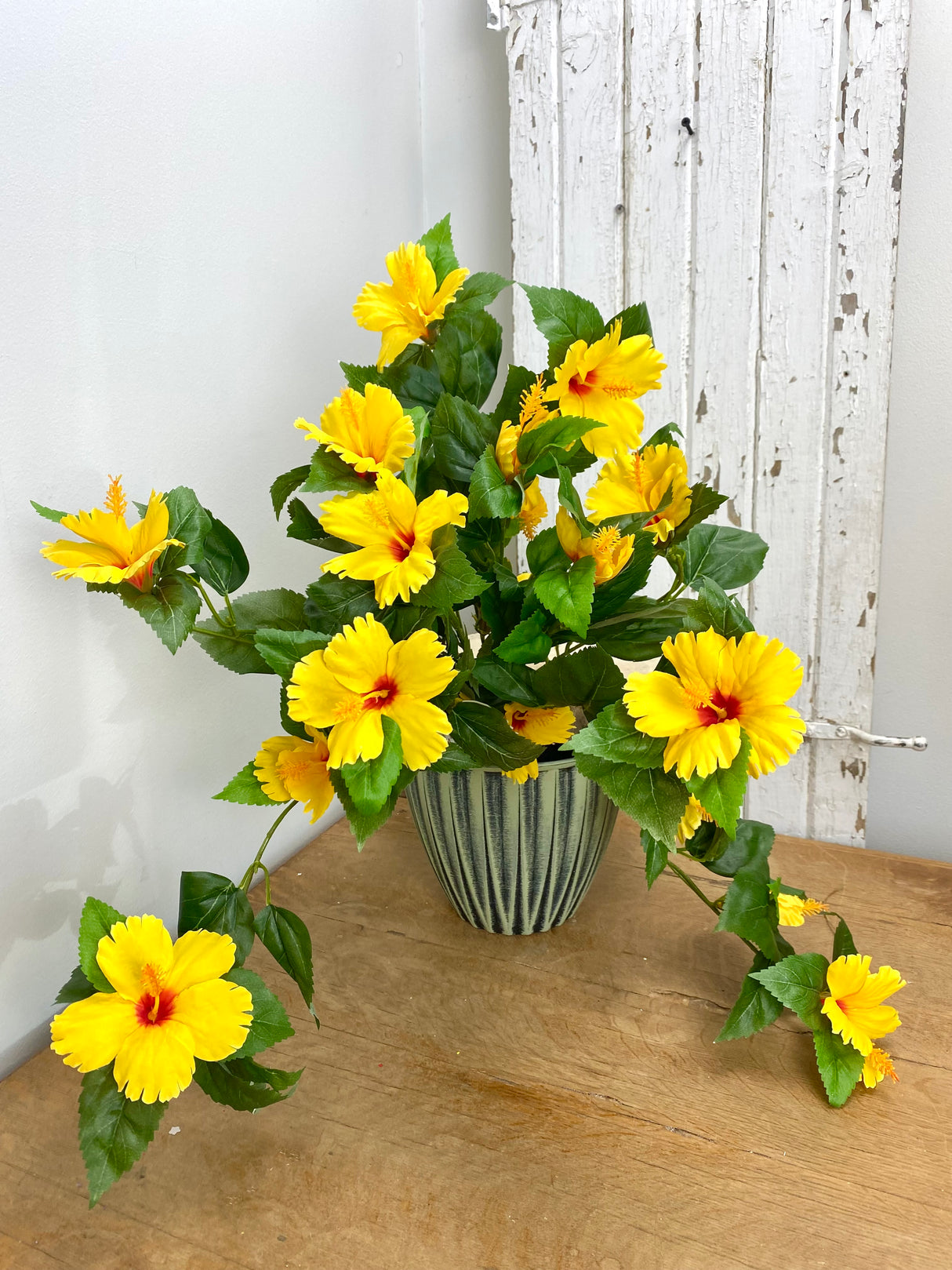 UV Protect Yellow Hanging Hibiscus Bush
