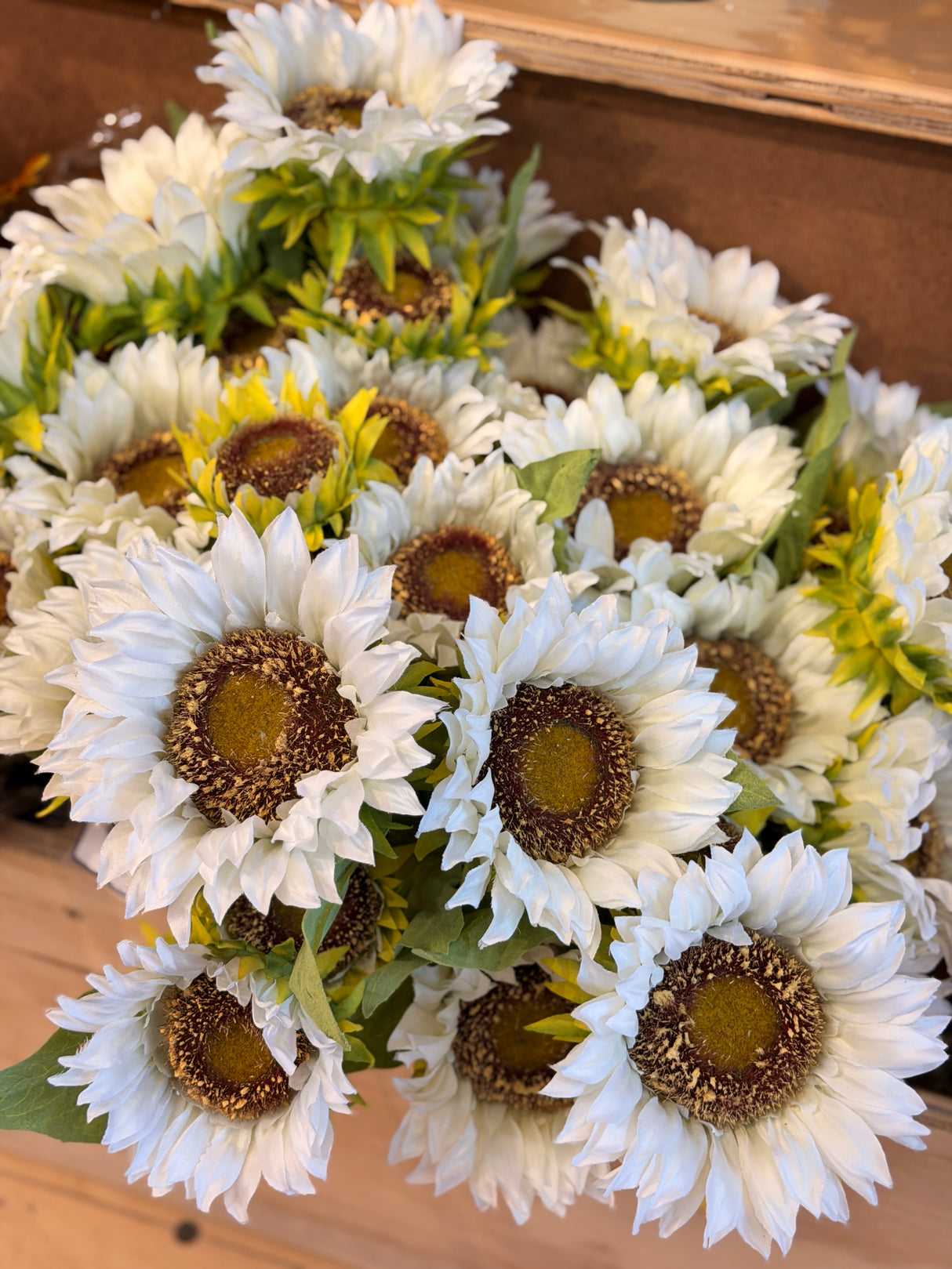 White Sunflower Bush