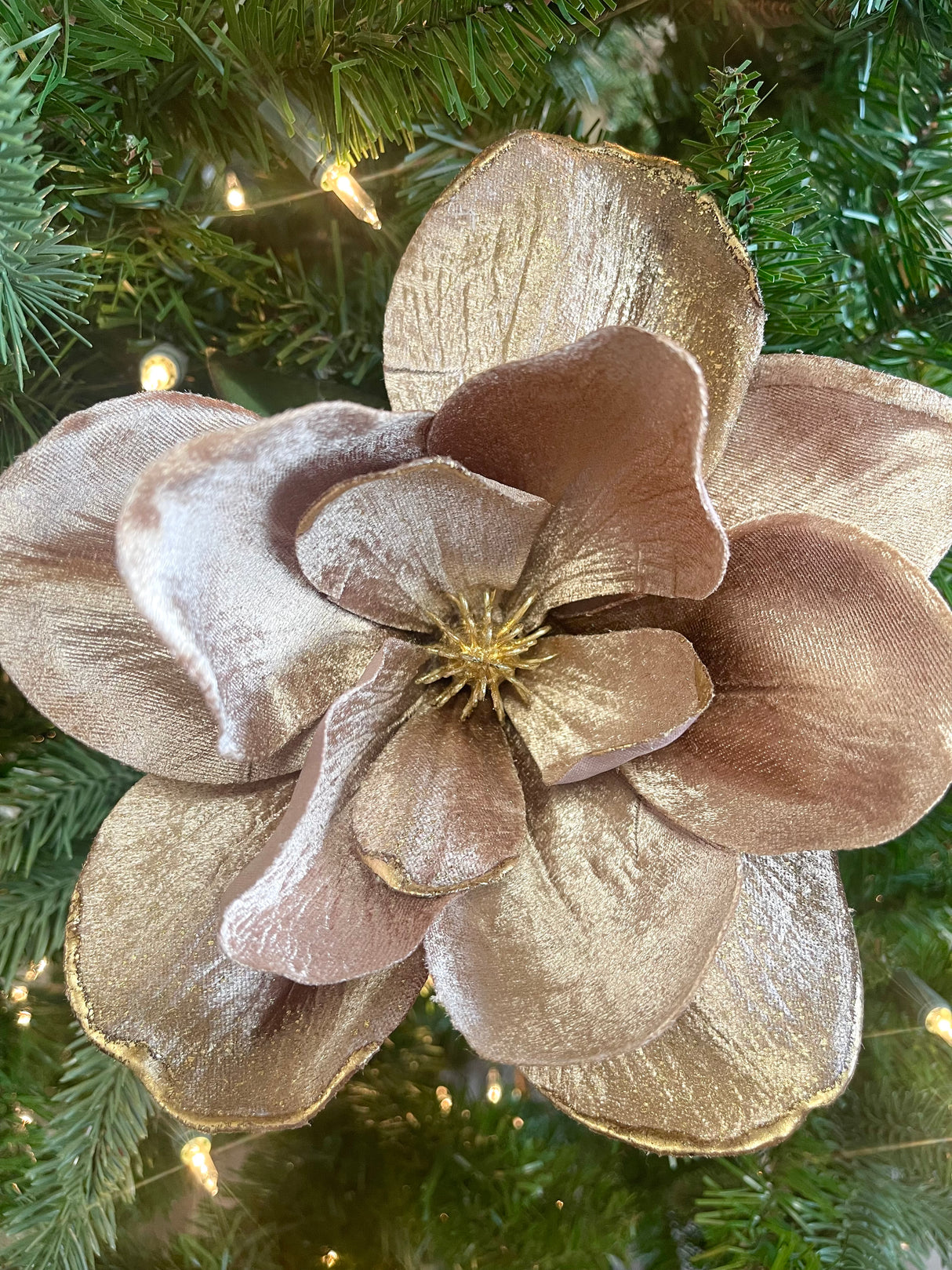 Velvet Mocha Magnolia With Gold Edge