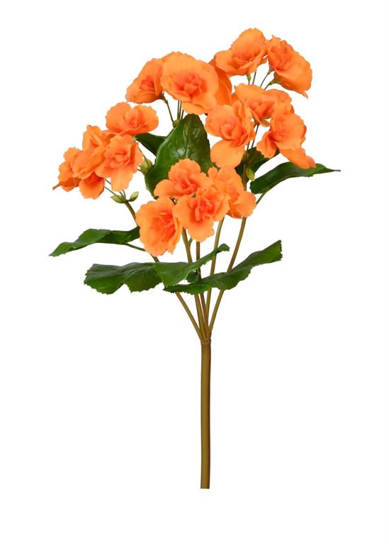 UV Protect Orange Begonia Bush