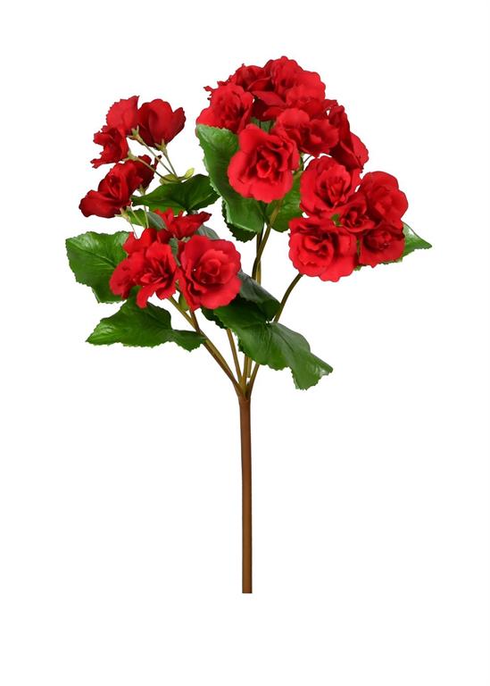 UV Protect Red Begonia Bush