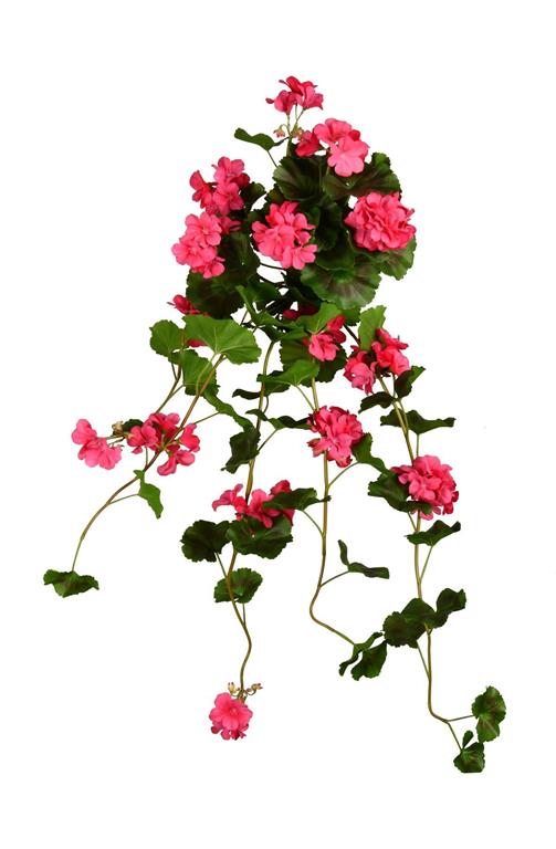 UV Protect Pink Soft Touch Geranium Hanging Bush