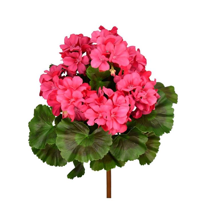 UV Protect Pink Soft Touch Geranium Bush