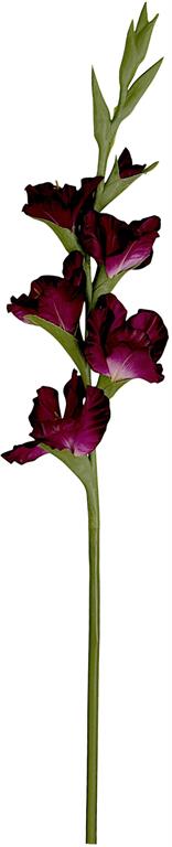 Plum Gladiolus Spray