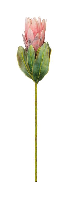 Salmon King Protea Spray