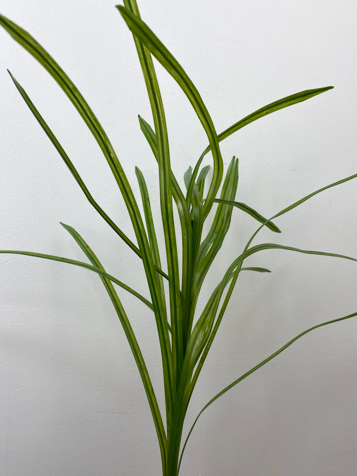 Green Flax Grass Spray