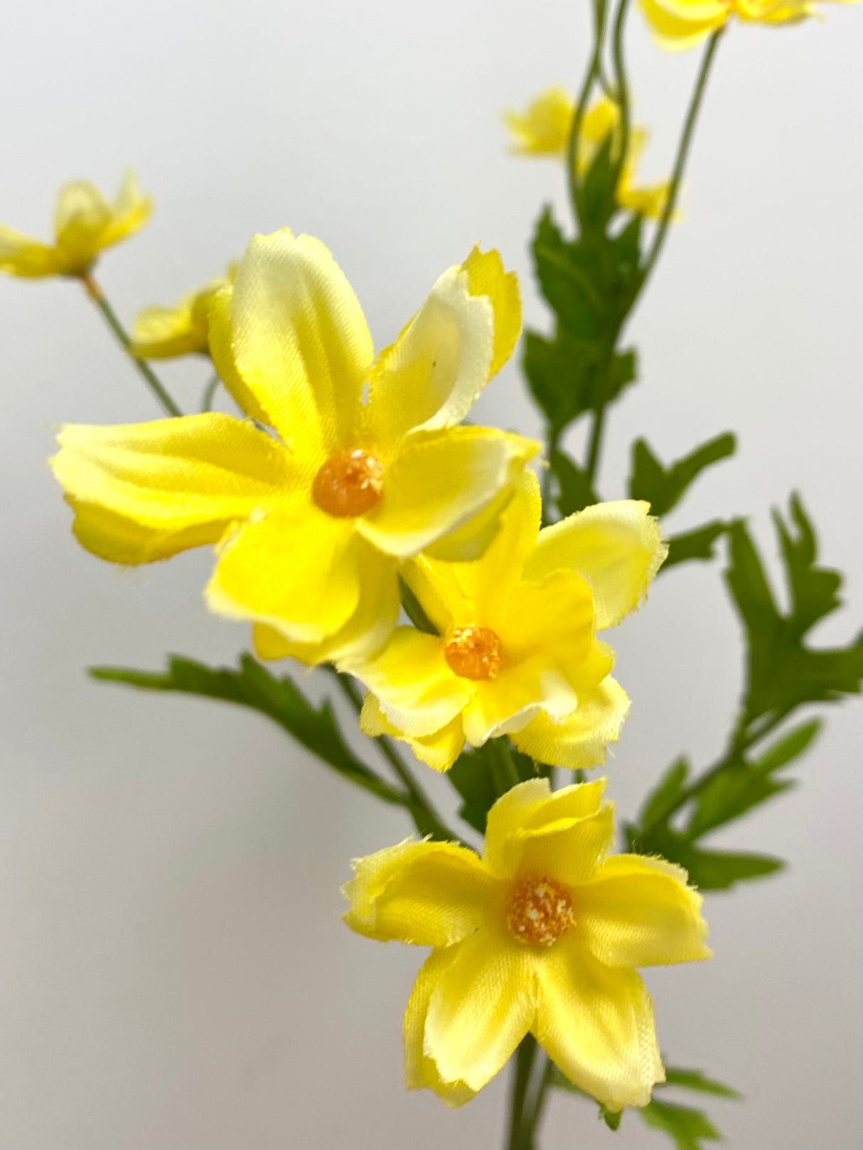 Yellow Mini Cosmos Spray
