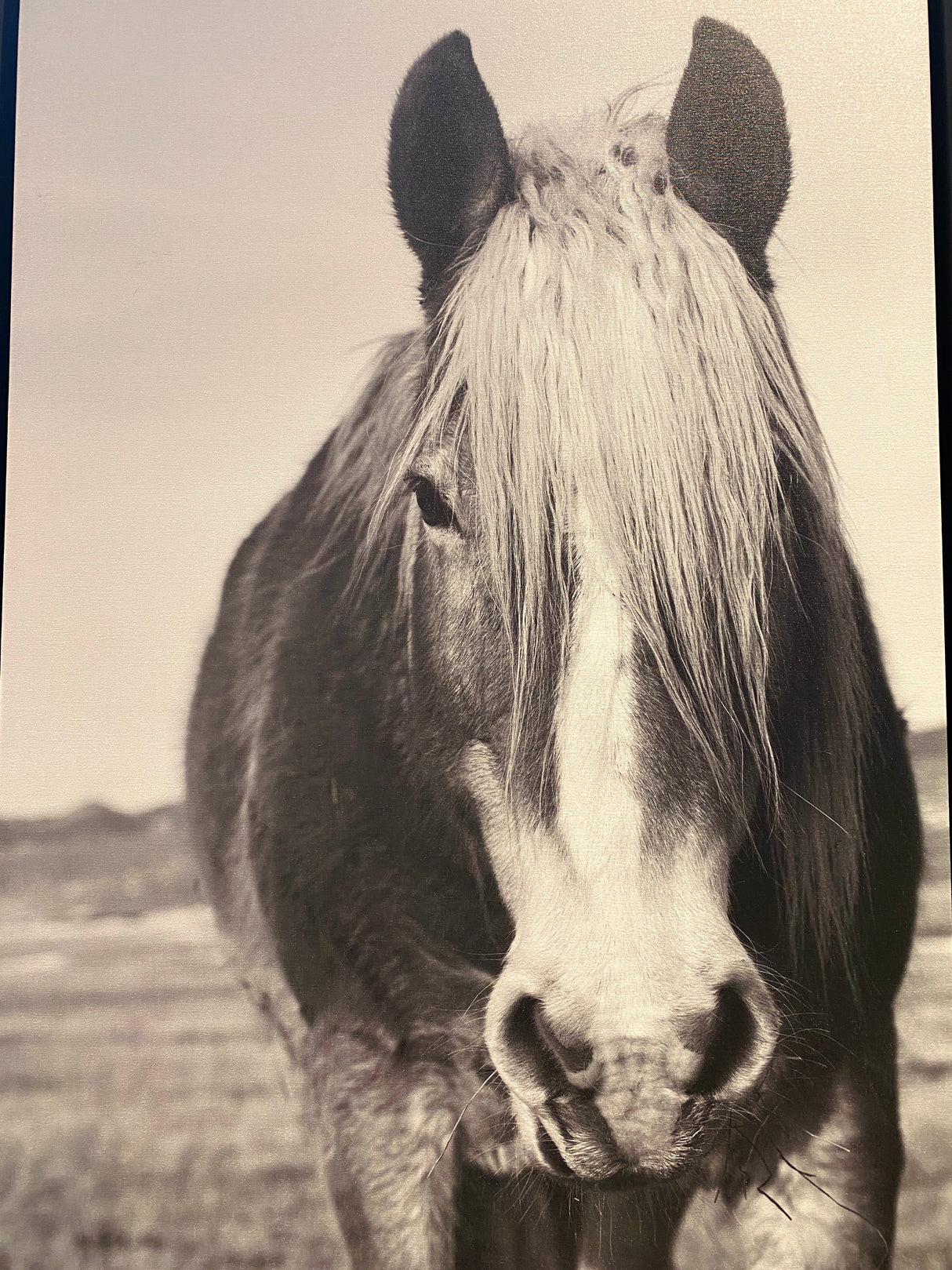 Curious Horse Art -Pickup Only