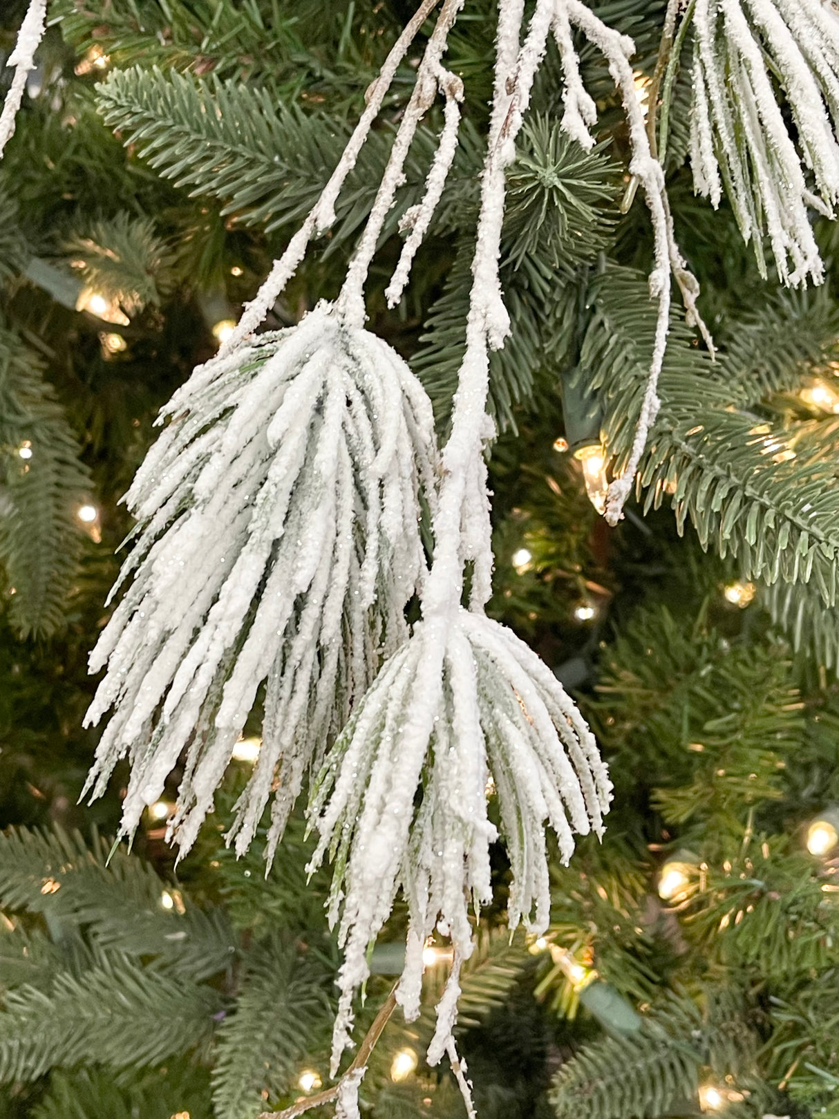 Winter Cozy Pine Branch