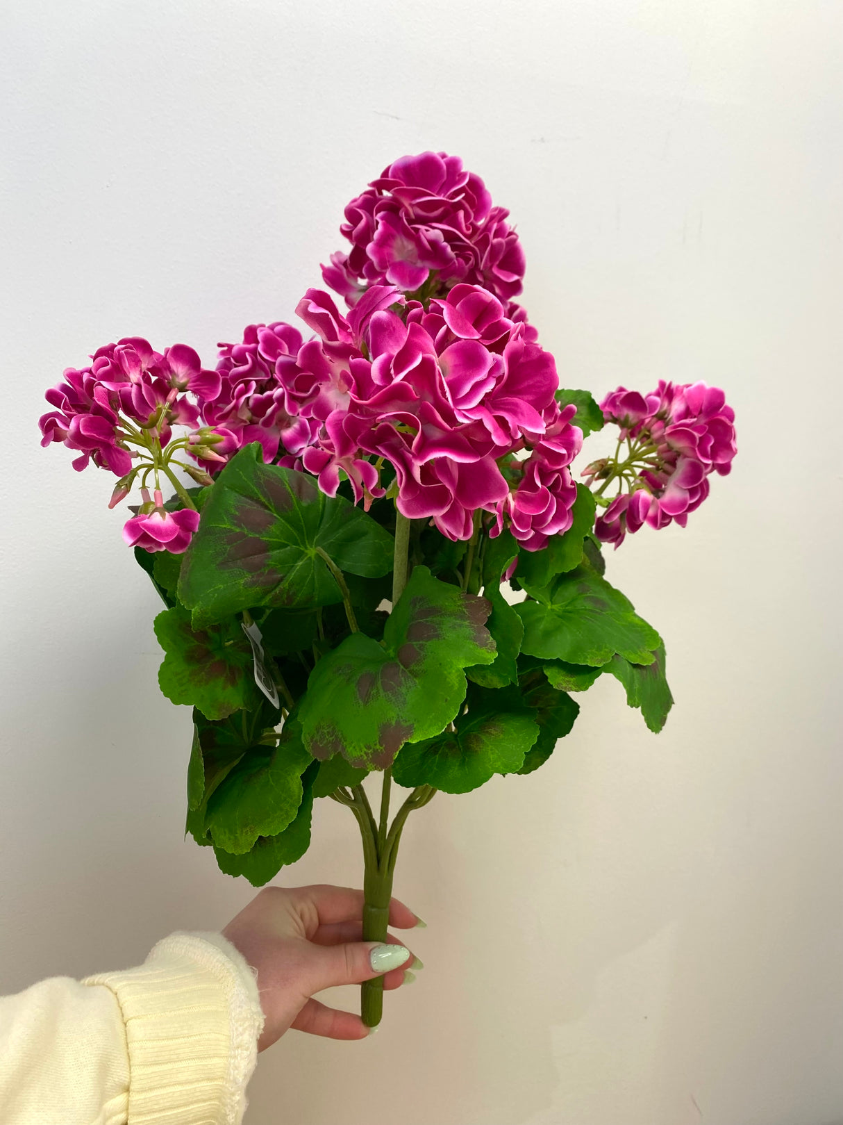 Fuchsia Geranium Bush