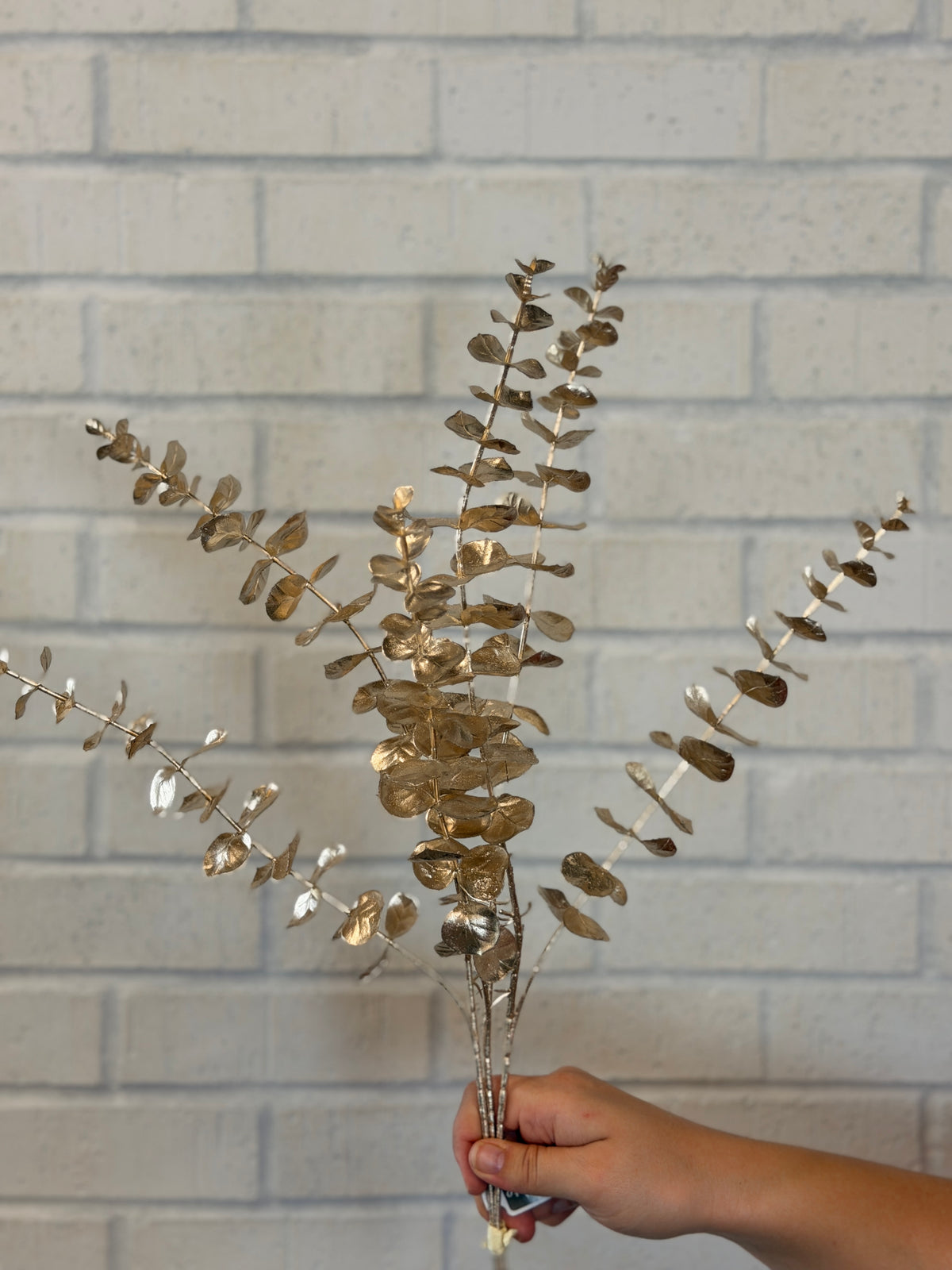 Eucalyptus Bundle