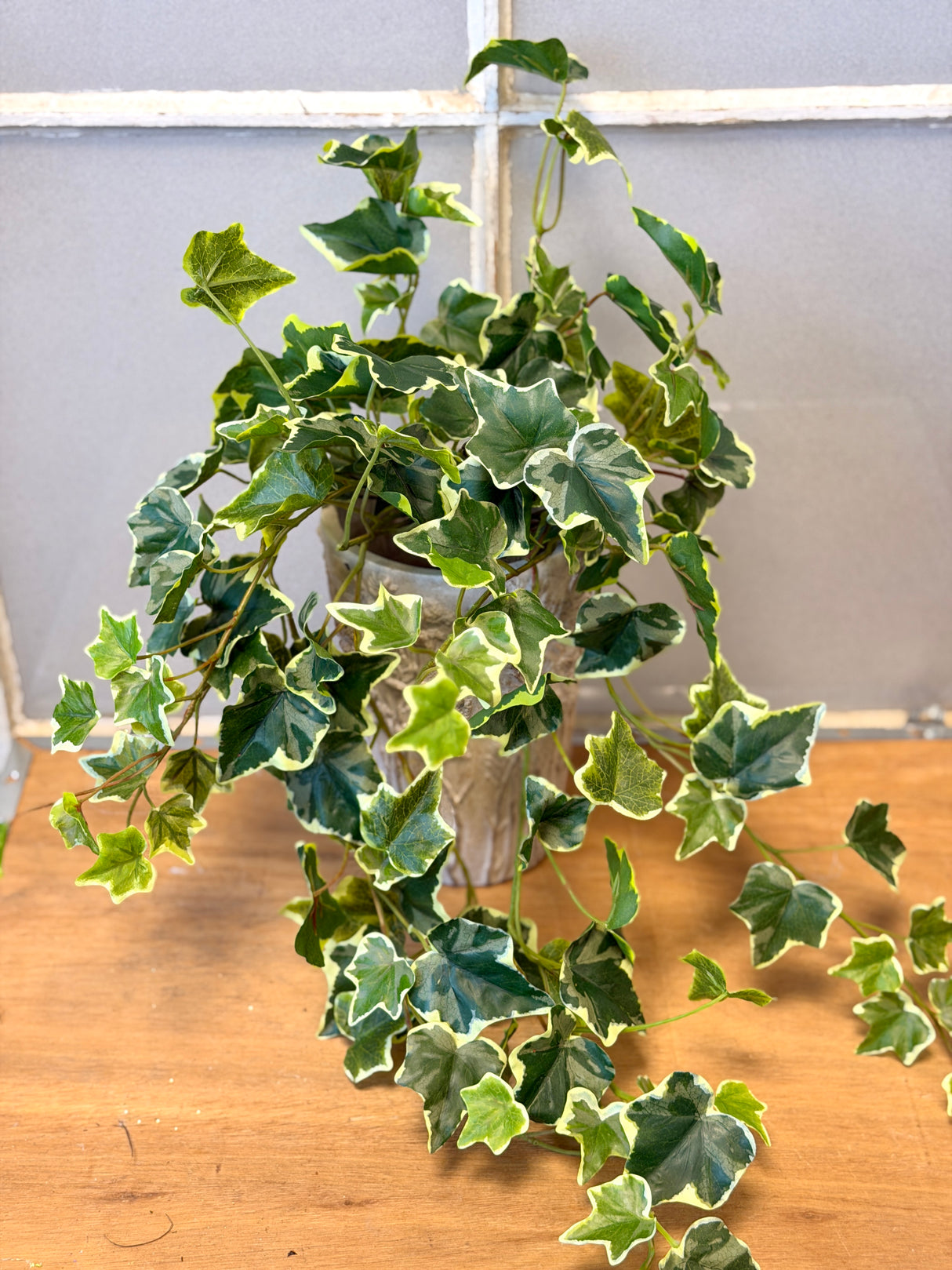 Rylee Variegated English Ivy Bush