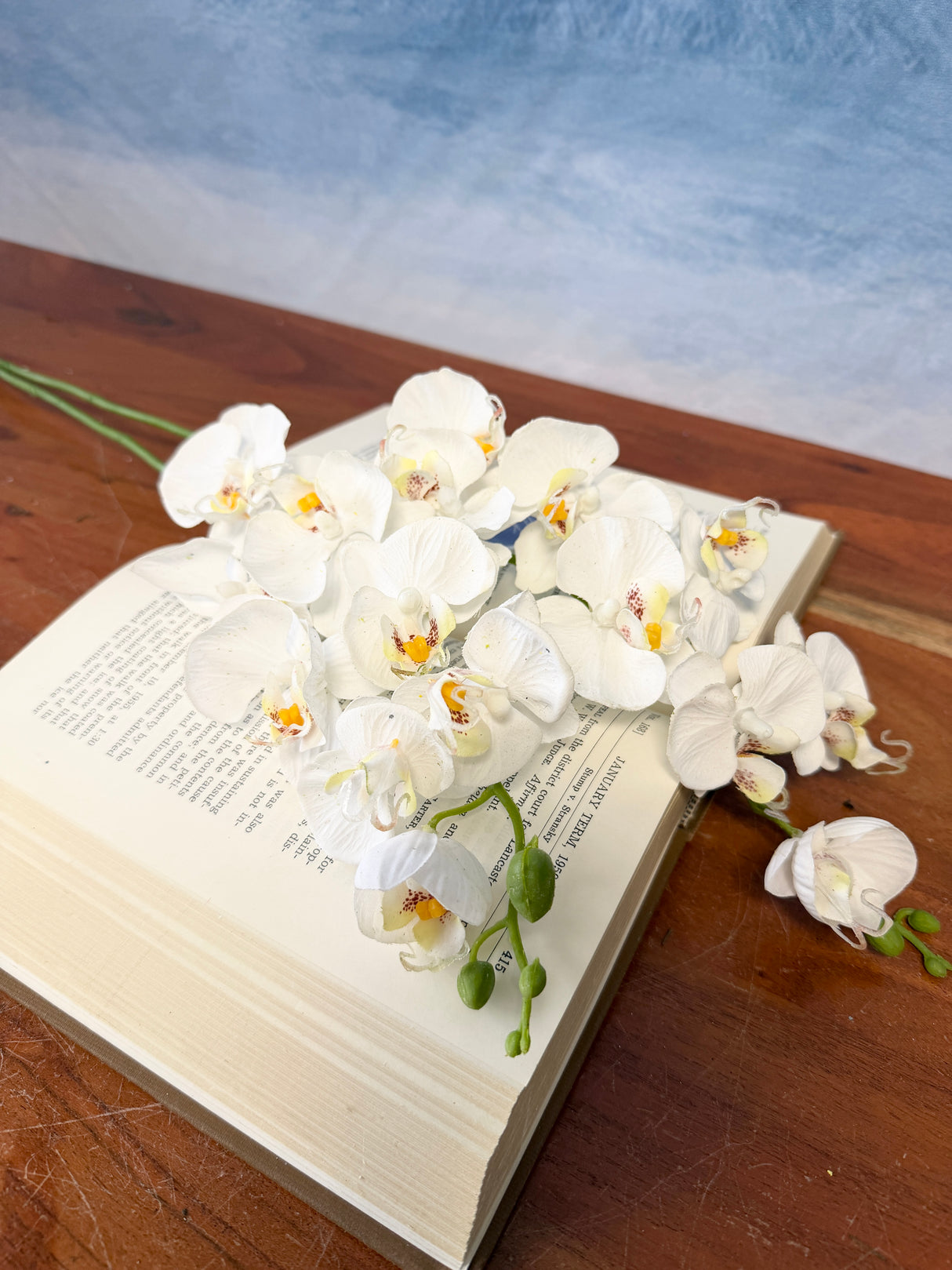 White Phalaenopsis Orchid Spray