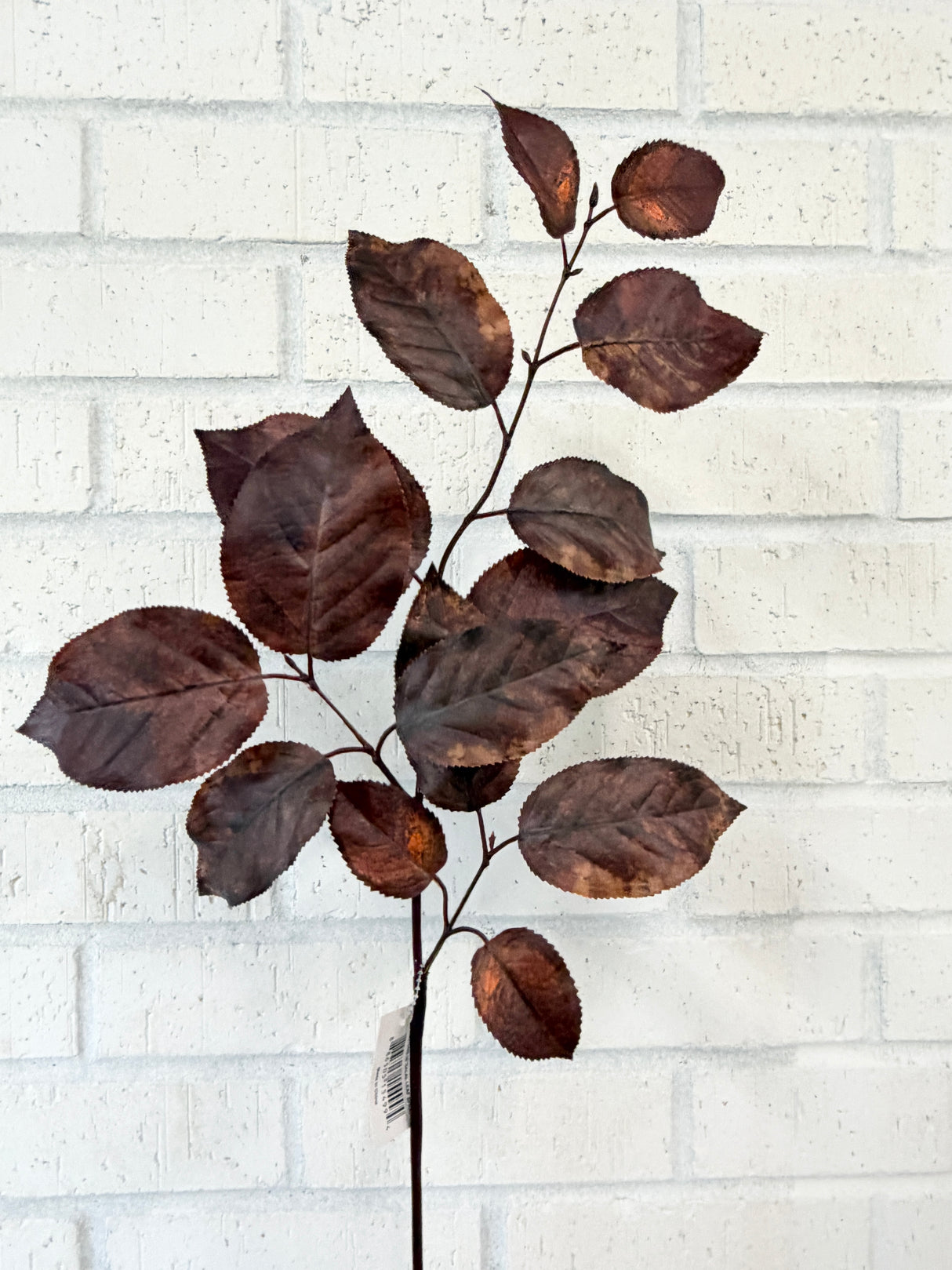 Brown Salal Leaf Spray