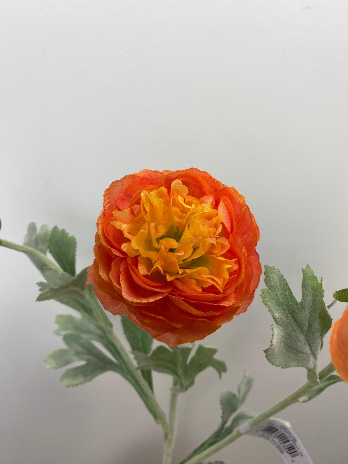 Orange Ranunculus Spray