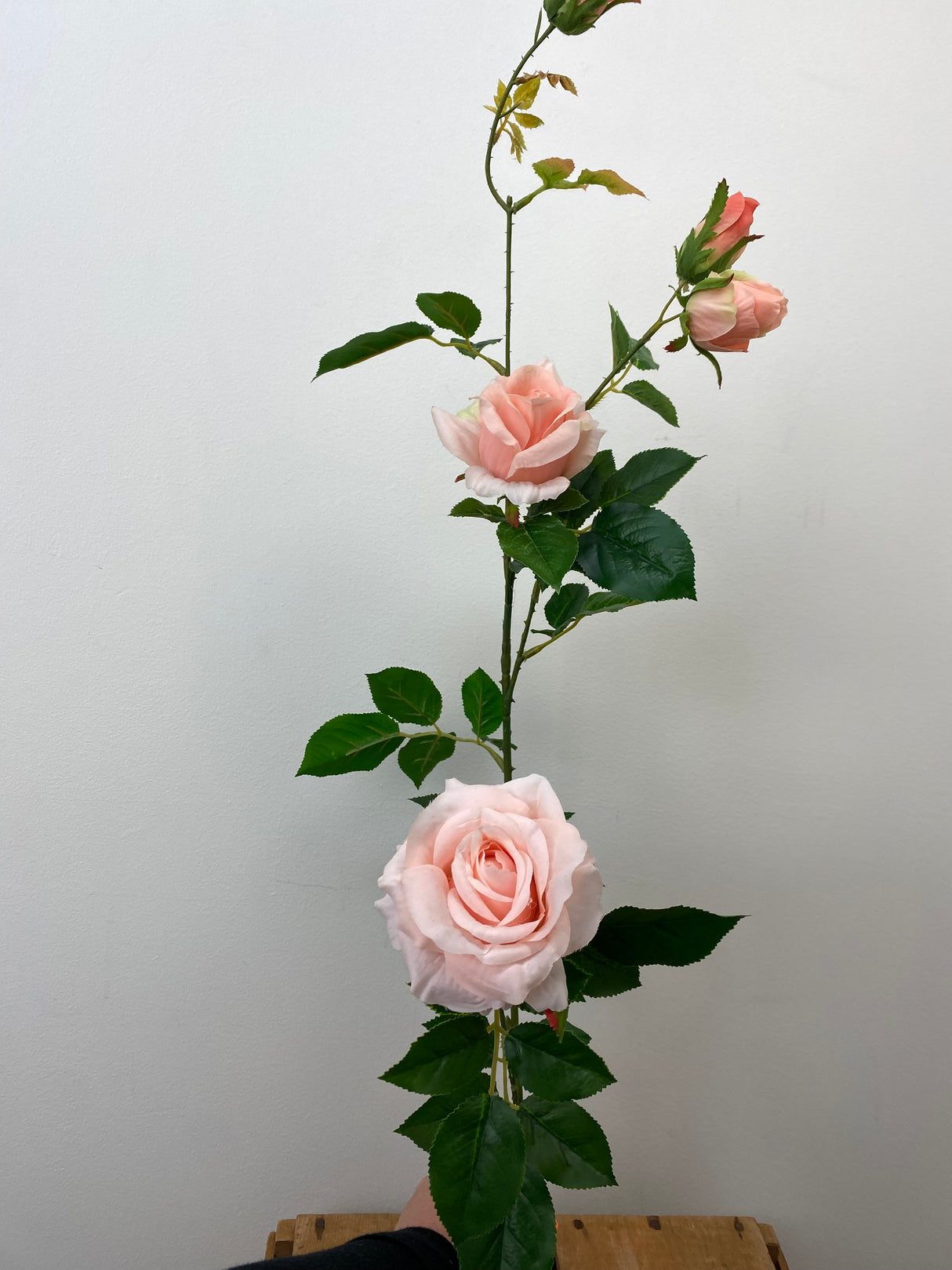Peach Climbing Rose Spray