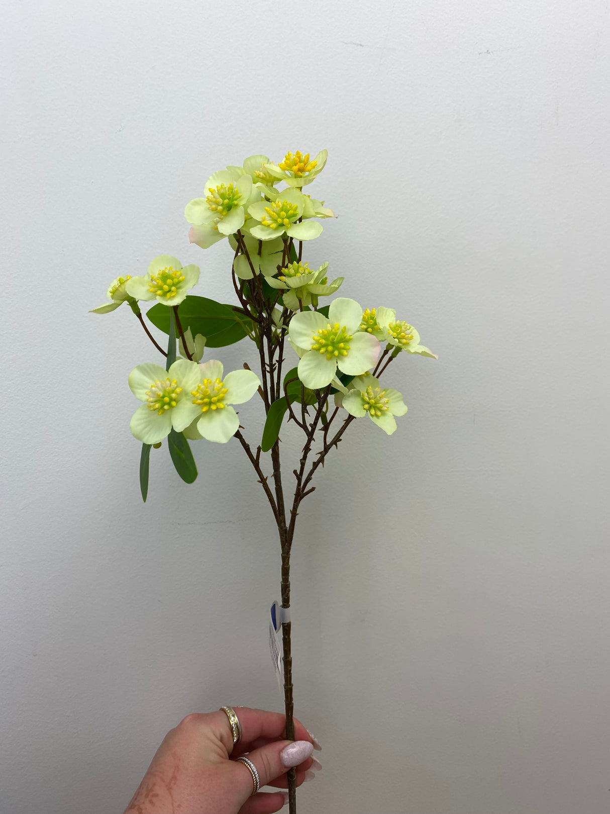 Green Dogwood Spray