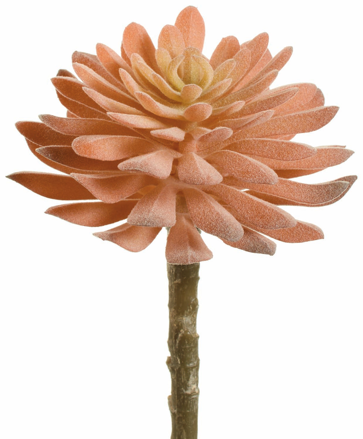 Peach Aeonium Pick