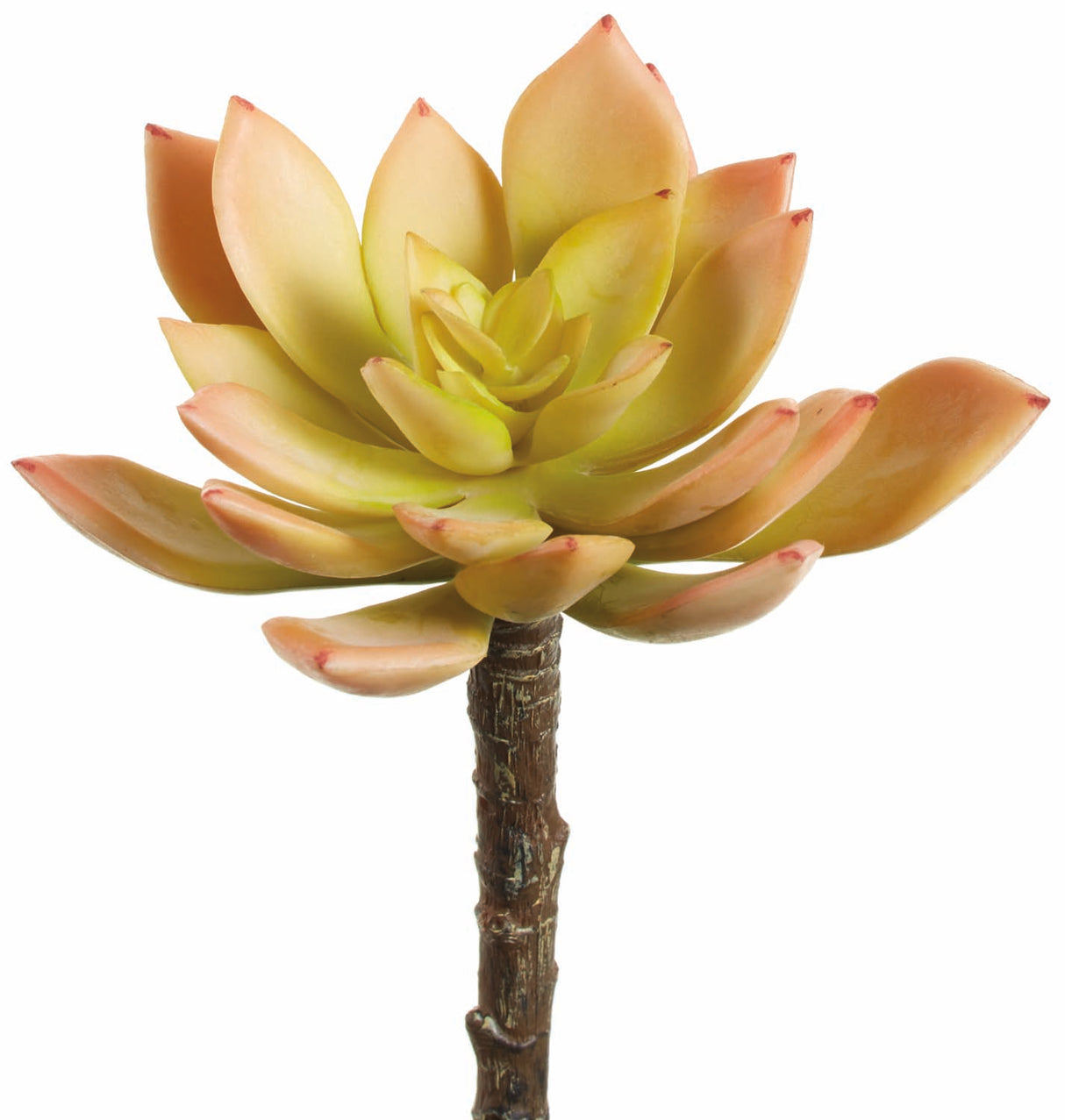 Easy Beauty Echeveria Pick