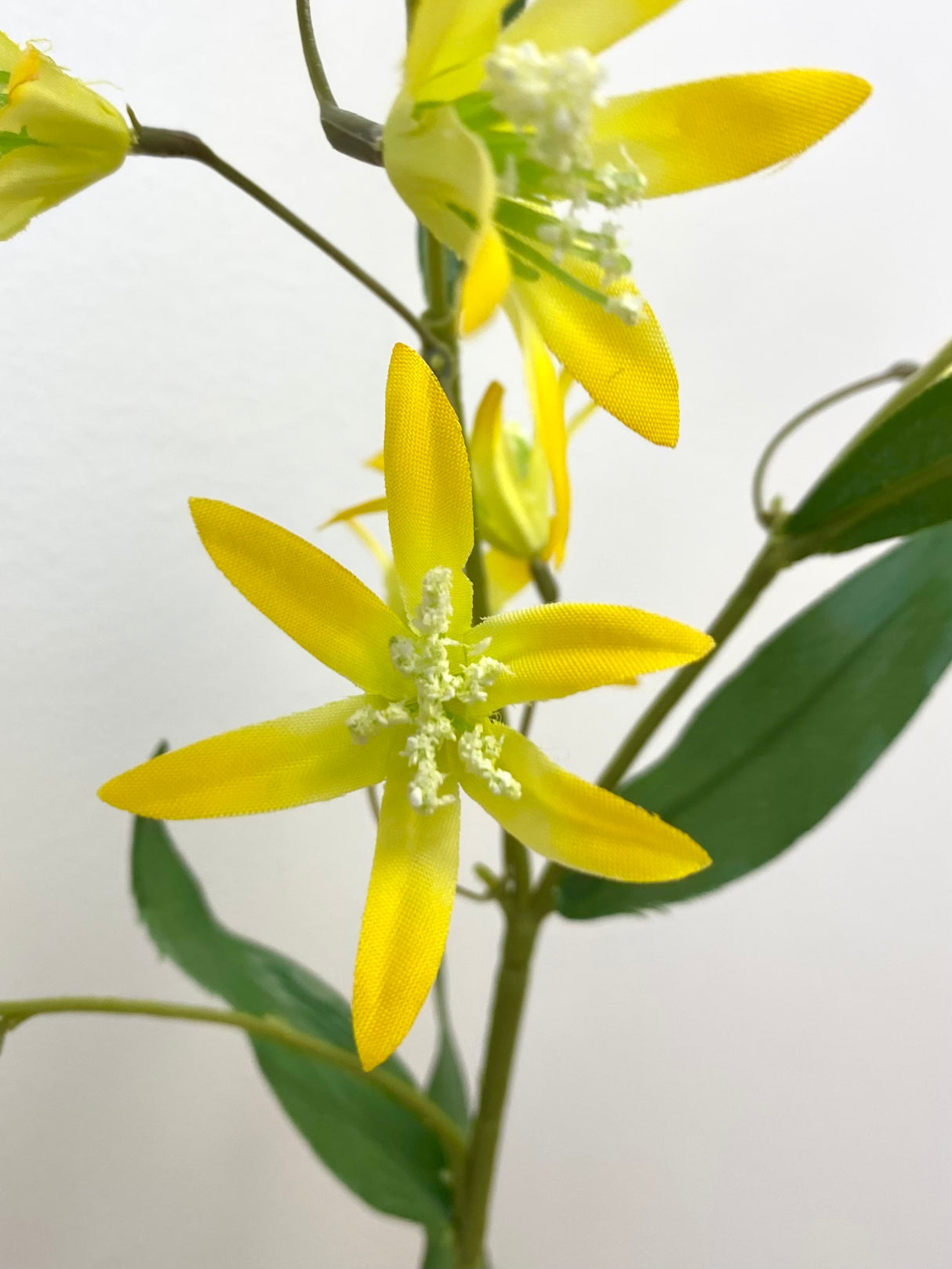 Yellow Tweedia Spray