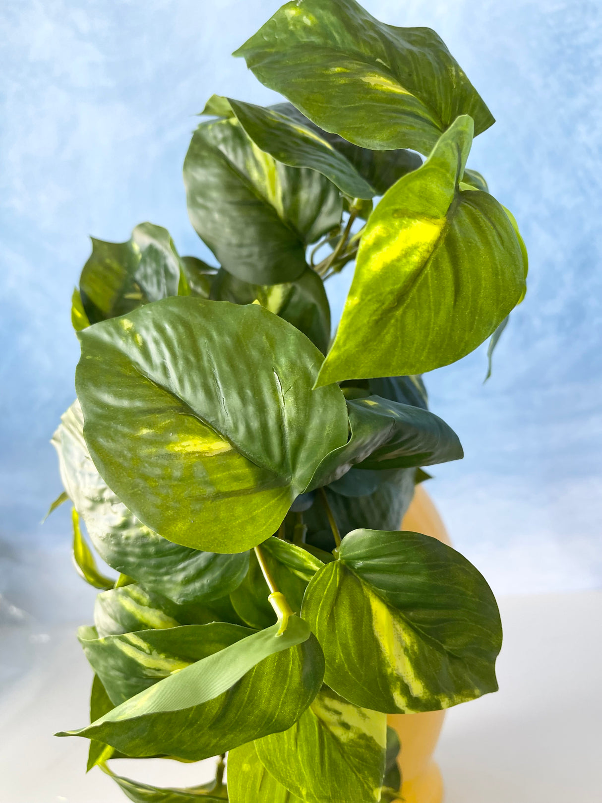 Athens Pothos Bush