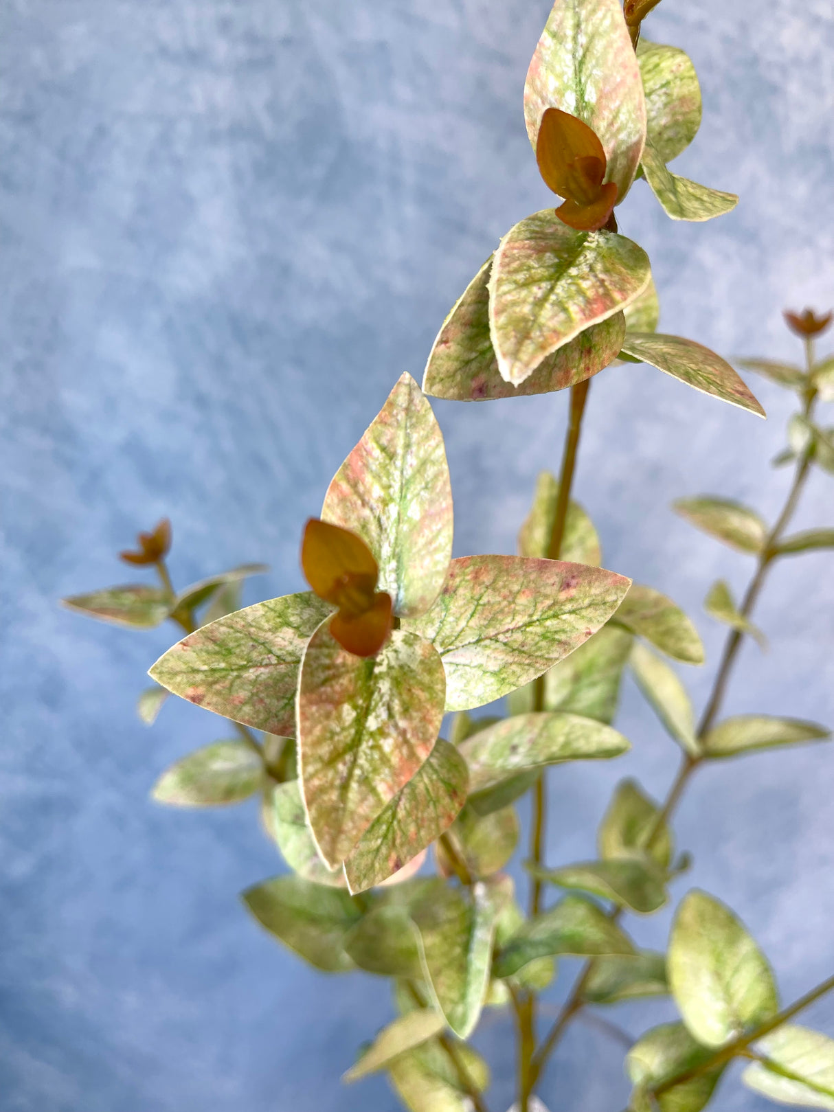 Sage Cider Gum Spray