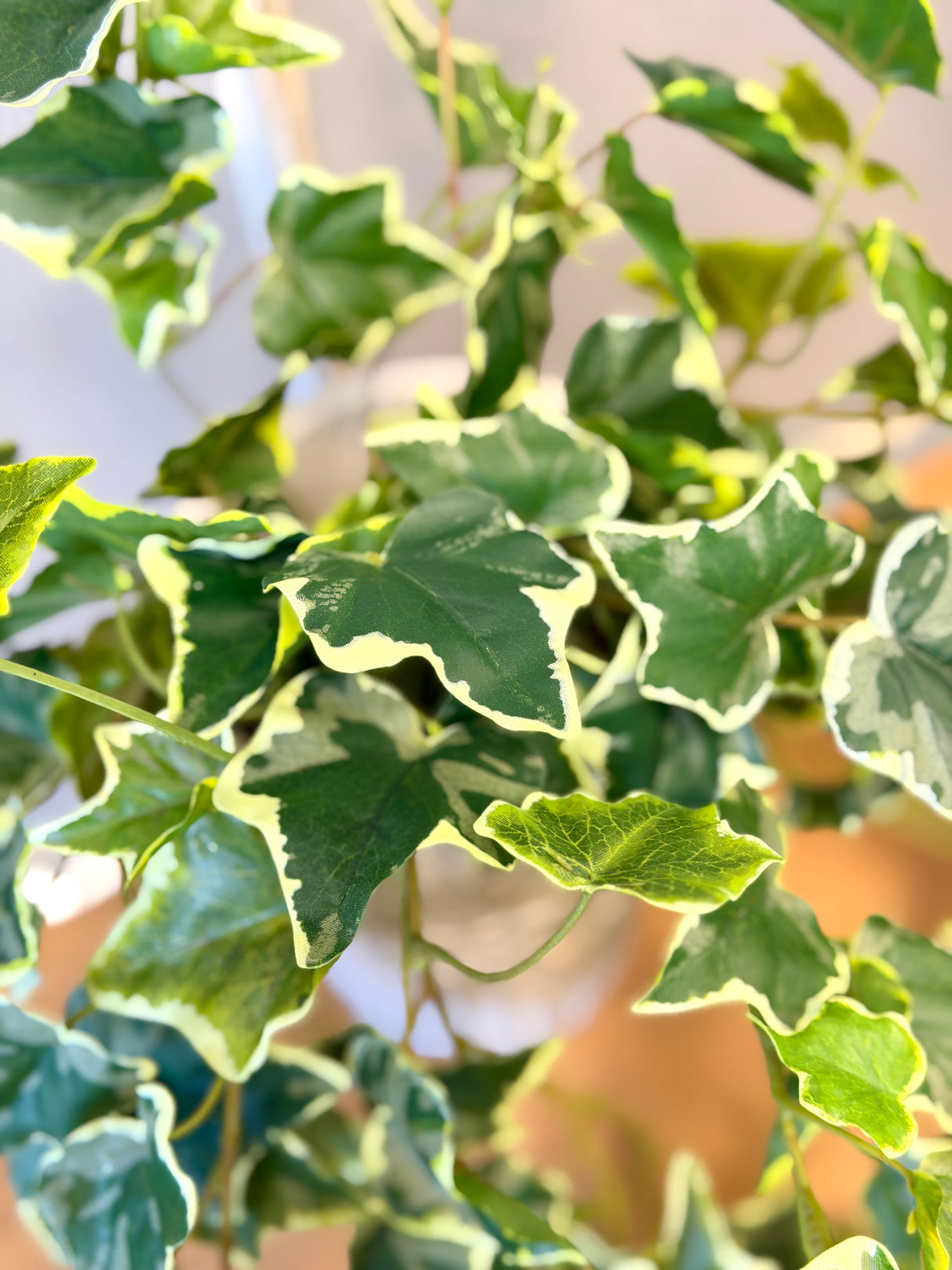 Rylee Variegated English Ivy Bush
