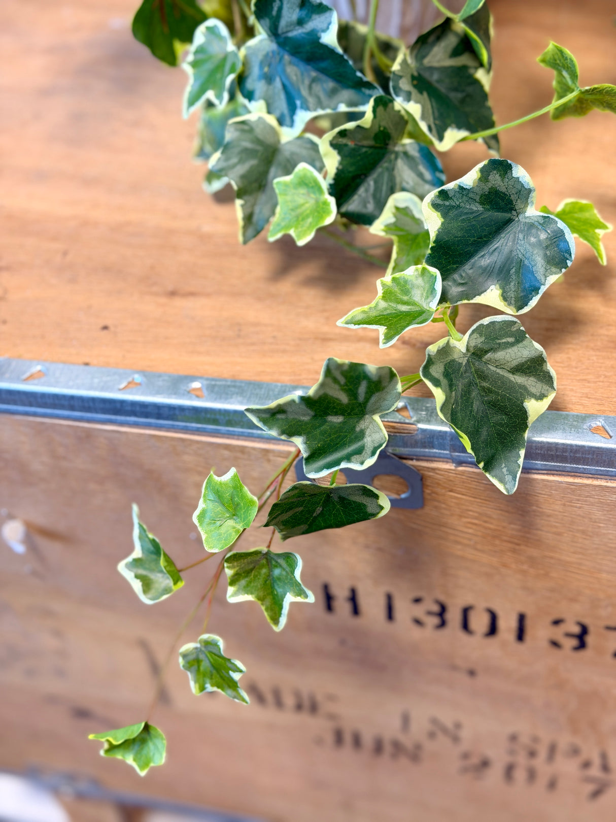 Rylee Variegated English Ivy Bush